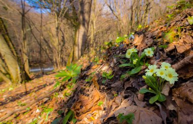 Sanatsal bulanıklık etkisi güzel yabani çuha çiçeği çiçek, Primula vulgaris