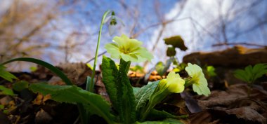 Sanatsal bulanıklık etkisi güzel yabani çuha çiçeği çiçek, Primula vulgaris