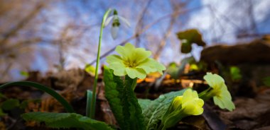 Sanatsal bulanıklık etkisi güzel yabani çuha çiçeği çiçek, Primula vulgaris
