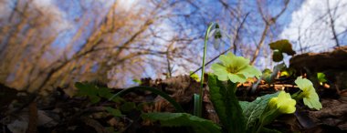 Sanatsal bulanıklık etkisi güzel yabani çuha çiçeği çiçek, Primula vulgaris