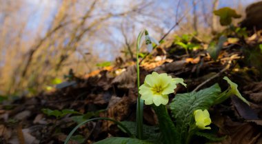 Sanatsal bulanıklık etkisi güzel yabani çuha çiçeği çiçek, Primula vulgaris