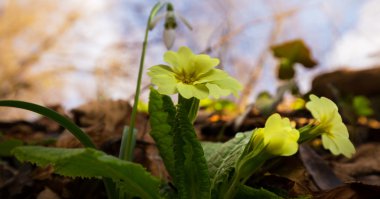 Sanatsal bulanıklık etkisi güzel yabani çuha çiçeği çiçek, Primula vulgaris