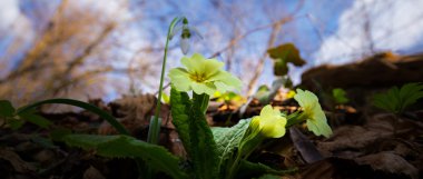 Sanatsal bulanıklık etkisi güzel yabani çuha çiçeği çiçek, Primula vulgaris