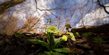 Sanatsal bulanıklık etkisi güzel yabani çuha çiçeği çiçek, Primula vulgaris