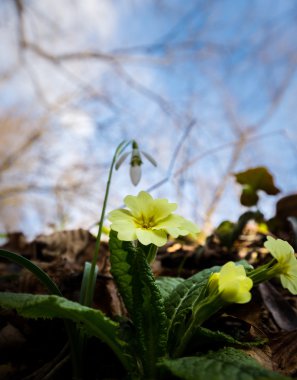 Sanatsal bulanıklık etkisi güzel yabani çuha çiçeği çiçek, Primula vulgaris