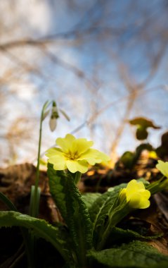 Sanatsal bulanıklık etkisi güzel yabani çuha çiçeği çiçek, Primula vulgaris