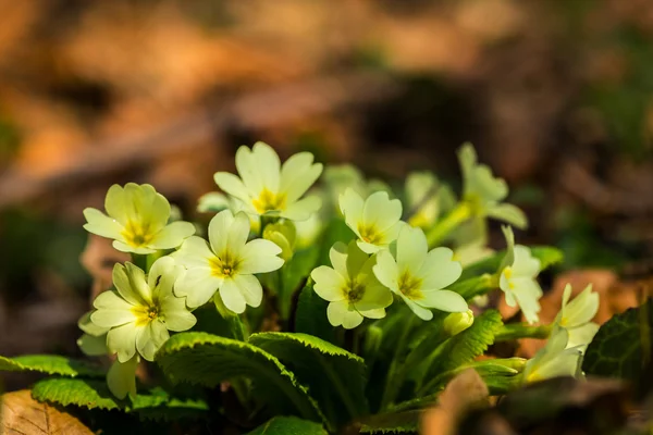 Efeito de borrão artístico de belas flores de prímula selvagem, Primula vulgaris — Fotografia de Stock