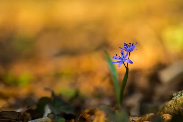 Belles fleurs sauvages, dans la forêt — Photo