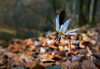 Ormandaki yabani köpek diş menekşe