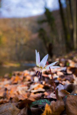 Ormandaki yabani köpek diş menekşe