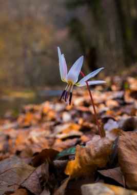 Ormandaki yabani köpek diş menekşe