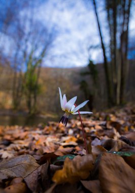 Ormandaki yabani köpek diş menekşe