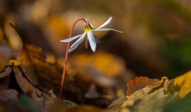 Ormandaki yabani köpek diş menekşe