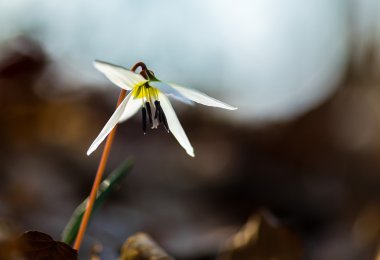 Ormandaki yabani köpek diş menekşe