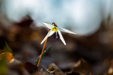 Ormandaki yabani köpek diş menekşe