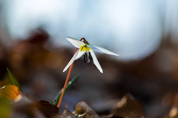 Violette des dents de chien sauvage dans la forêt — Photo