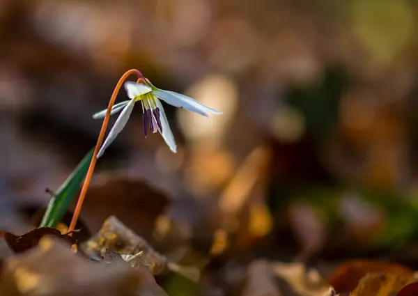Wild dog's tooth violet in the forest Stock Picture
