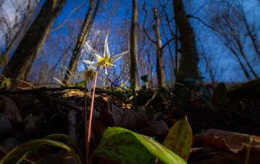 Ormandaki yabani köpek diş menekşe