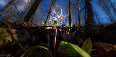Ormandaki yabani köpek diş menekşe
