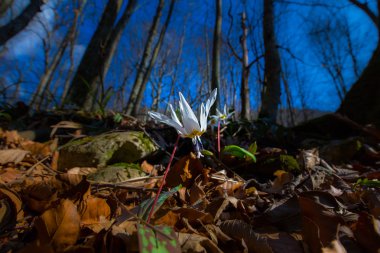 Ormandaki yabani köpek diş menekşe