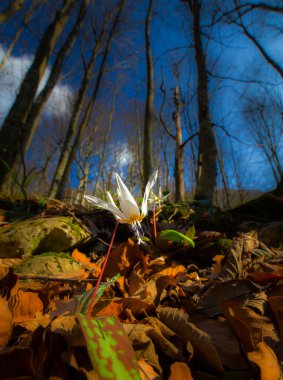 Ormandaki yabani köpek diş menekşe