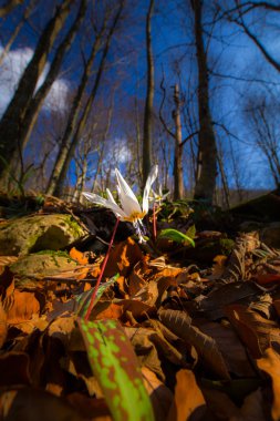 Ormandaki yabani köpek diş menekşe
