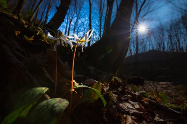 Ormandaki yabani köpek diş menekşe