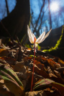 Ormandaki yabani köpek diş menekşe