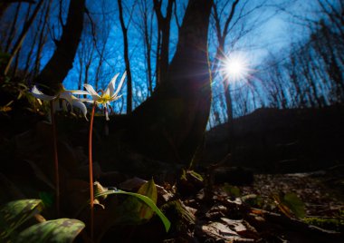 Ormandaki yabani köpek diş menekşe