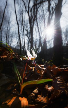 Vahşi köpek diş Menekşe bahar ormanında