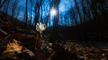 Vahşi köpek diş Menekşe bahar ormanında