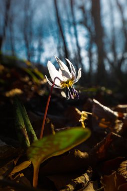Vahşi köpek diş Menekşe bahar ormanında