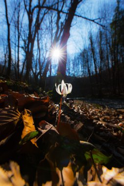Vahşi köpek diş Menekşe bahar ormanında