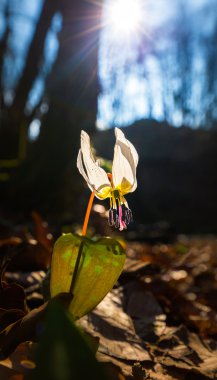 Vahşi köpek diş Menekşe bahar ormanında