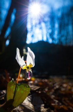 Vahşi köpek diş Menekşe bahar ormanında