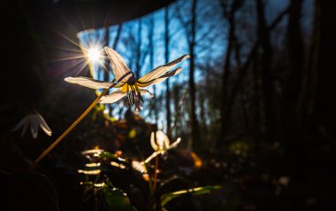 Vahşi köpek diş Menekşe bahar ormanında