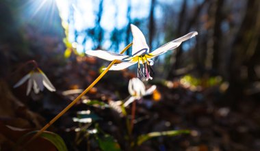 Vahşi köpek diş Menekşe bahar ormanında