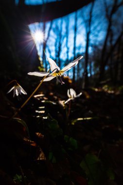 Vahşi köpek diş Menekşe bahar ormanında