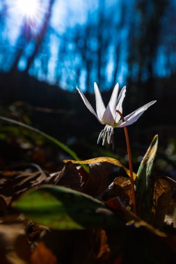 Vahşi köpek diş Menekşe bahar ormanında