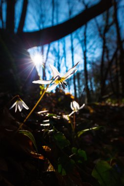 Vahşi köpek diş Menekşe bahar ormanında