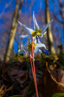 Vahşi köpek diş Menekşe bahar ormanında
