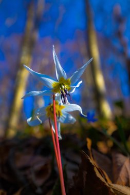 Vahşi köpek diş Menekşe bahar ormanında