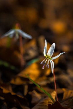 Vahşi köpek diş Menekşe bahar ormanında