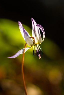 Vahşi köpek diş Menekşe bahar ormanında