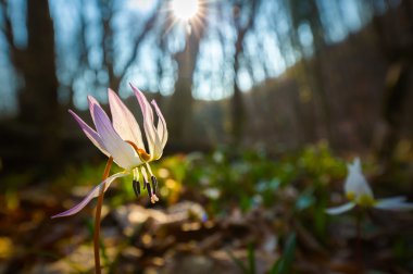 Vahşi köpek diş Menekşe bahar ormanında