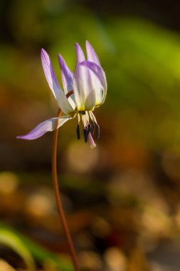 Vahşi köpek diş Menekşe bahar ormanında