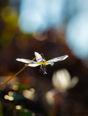 Vahşi köpek diş Menekşe bahar ormanında