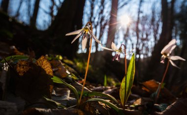 Vahşi köpek diş Menekşe bahar ormanında
