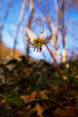 Vahşi köpek diş Menekşe bahar ormanında