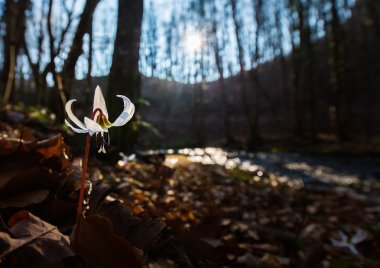 Vahşi köpek diş Menekşe bahar ormanında